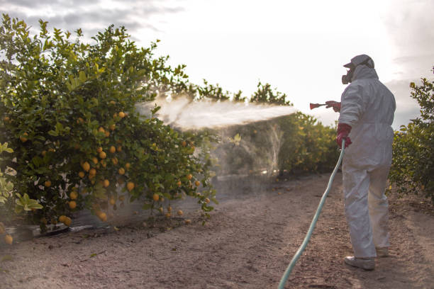 Flea Control Services in Mazon, IL