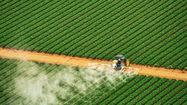 Best Local Pest Control Services  in Mazon, IL