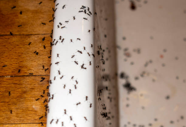 Best Flea Control Services  in Mazon, IL