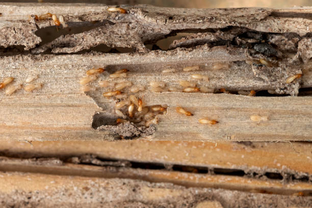 Reliable Mazon, IL Pest Control Solutions