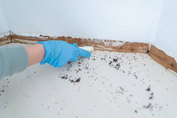 Best Commercial Pest Control Services  in Mazon, IL